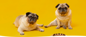 Slider 7 - Accesorios y Juguetes para Mascotas Almeru